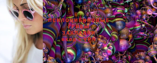 стаф Аркадак
