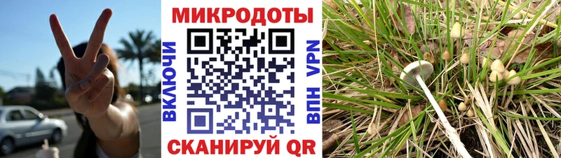 наркошоп Бородино Галлюциногенные грибы Psilocybe